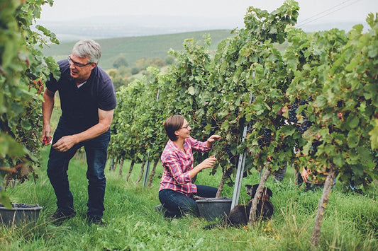 Vinsmagning & foredrag Weinhaus Hauck - Besøg fra Bermersheim vor der Höhe Rheinhessen *14/11/2025* - Sydjysk vin - Smagning