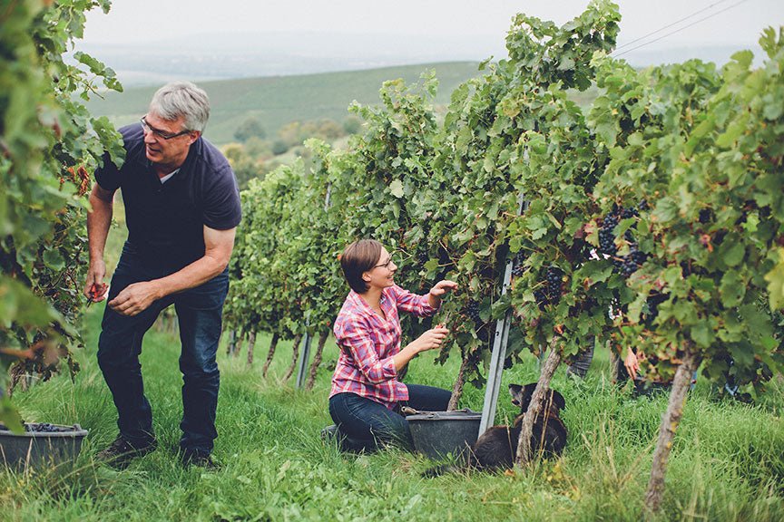 Weinhaus Hauck - Bermersheim vor der Höhe, Rheinhessen - Sydjysk vin