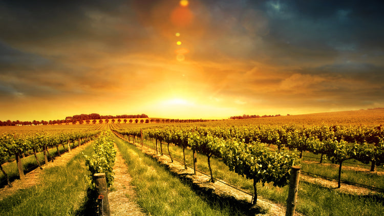 Petersen Vineyards - Rosé