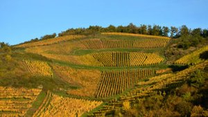 Alsace - Grand Cru i glasset: Vinsmagning med Domaine Justin Boxler *Vinbondesmagning*